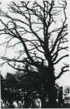loneoak.jpg (432831 bytes)